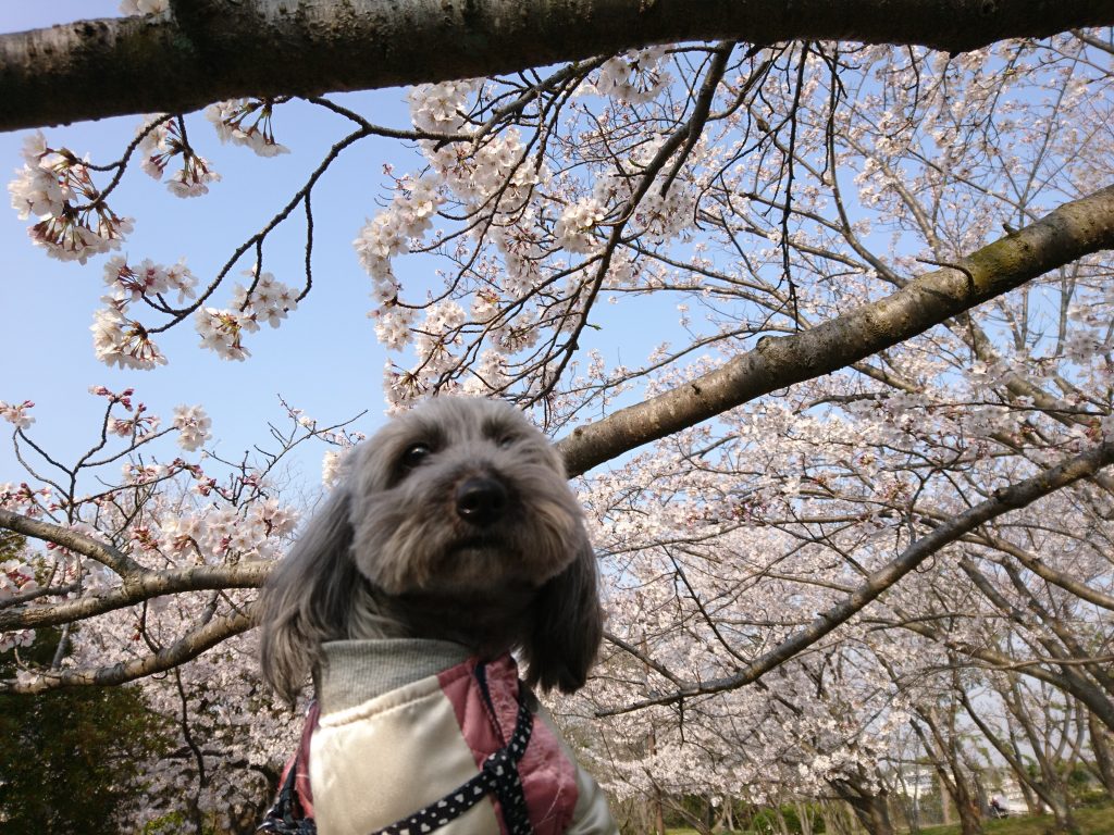 桜と犬