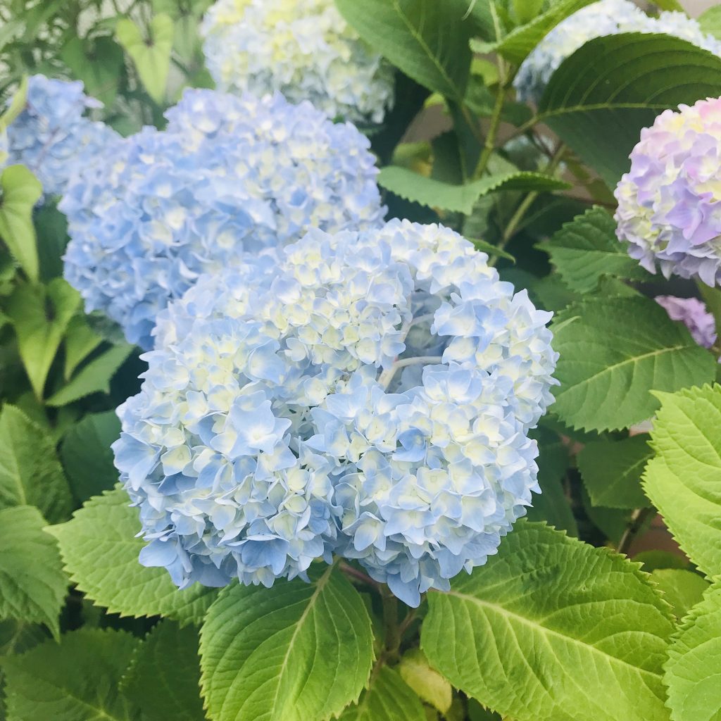 紫陽花